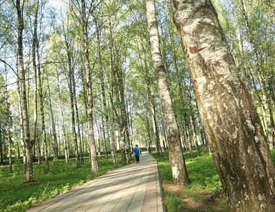 Ленинградцы – лидеры по лесовосстановлению